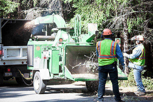 Monette, AR Tree Services Company